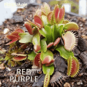 D.M. RED PURPLE