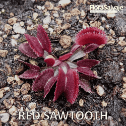 D.M. RED SAWTOOTH