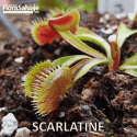 D.M. SCARLATINE