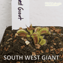 D.M. SOUTH WEST GIANT