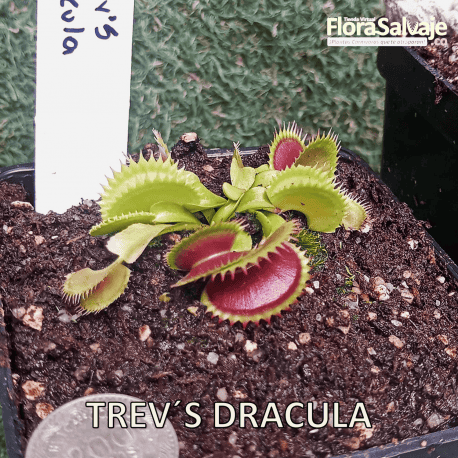 D.M. TREV´S DRACULA