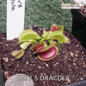 D.M. TREV´S DRACULA