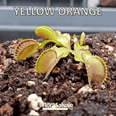 D.M. YELLOW