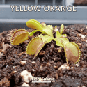 D.M. YELLOW ORANGE