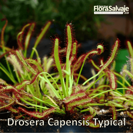 DROSERA CAPENSIS TIPICA