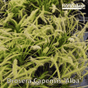 DROSERA CAPENSIS 'ALBA'