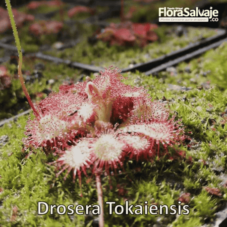 DROSERA TOKAIENSIS