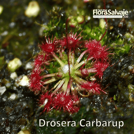 DROSERA CARBARUP