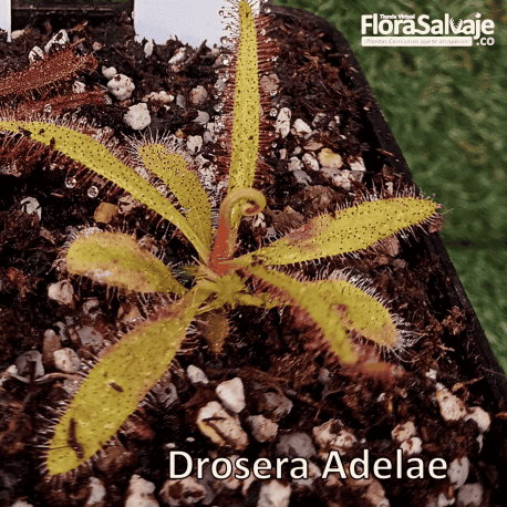 DROSERA ADELAE