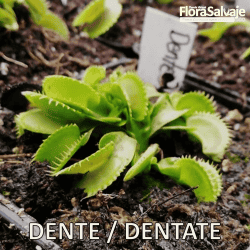 D.M. DENTE O DENTATE