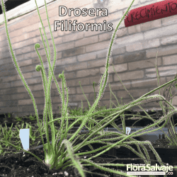 DROSERA FILIFORMIS