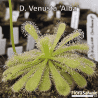 DROSERA VENUSTA 'ALBA'