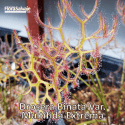 DROSERA BINATA VAR MULTIFIDA