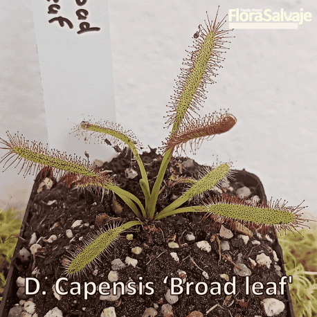 DROSERA CAPENSIS BROAD LEAF