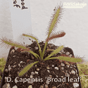 DROSERA CAPENSIS 'BROAD LEAF'