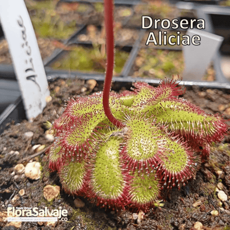 DROSERA ALICIAE