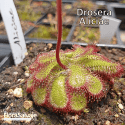 DROSERA ALICIAE