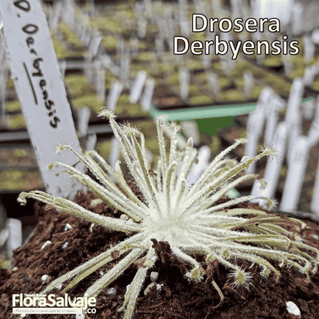 DROSERA DERBYENSIS