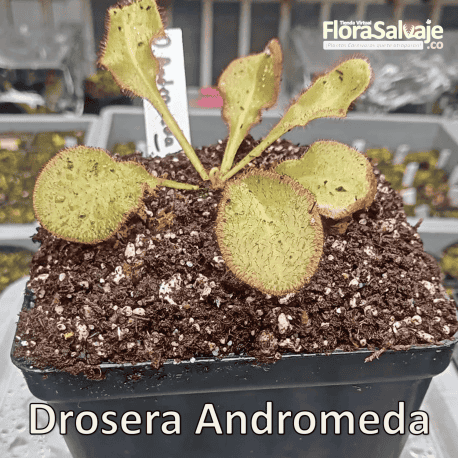 DROSERA ANDRÓMEDA