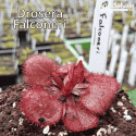 DROSERA FALCONERI