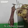 NEPENTHES 'REBECCA SOPER'