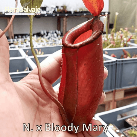 NEPENTHES x BLOODY MARY
