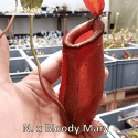 NEPENTHES 'BLOODY MARY'