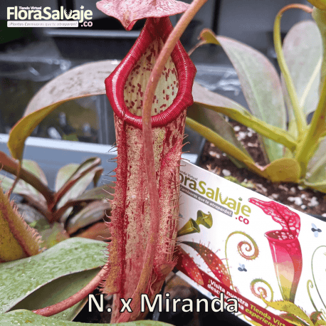 NEPENTHES x MIRANDA