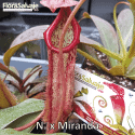 NEPENTHES 'MIRANDA'