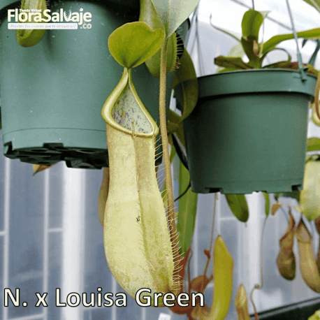 NEPENTHES x LOUISA GREEN