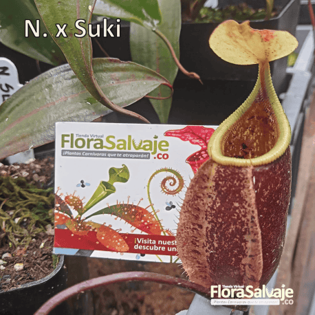 NEPENTHES X SUKI