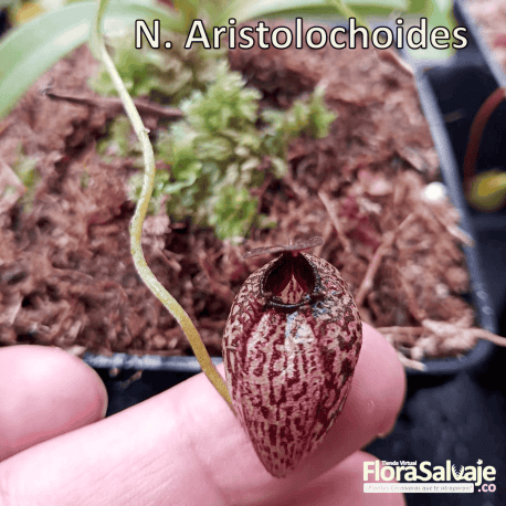 NEPENTHES ARISTOLOCHIOIDES