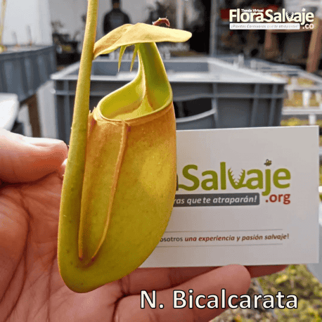 NEPENTHES BICALCARATA