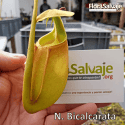 NEPENTHES BICALCARATA