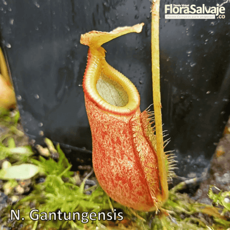 NEPENTHES GANTUNGENSIS
