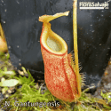 NEPENTHES GANTUNGENSIS