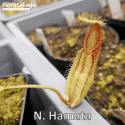 NEPENTHES HAMATA