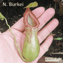 NEPENTHES BURKEI