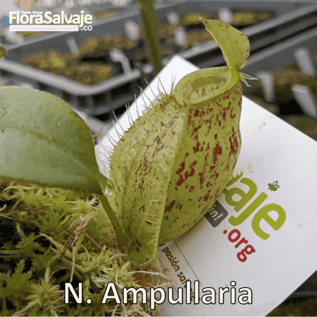 NEPENTHES AMPULLARIA