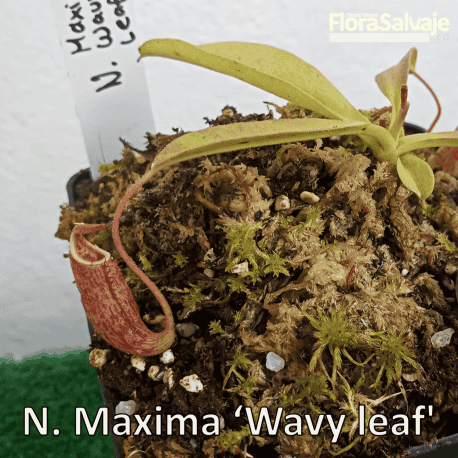 NEPENTHES MÁXIMA 'WAVY LEAF'