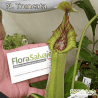 NEPENTHES TRUNCATA