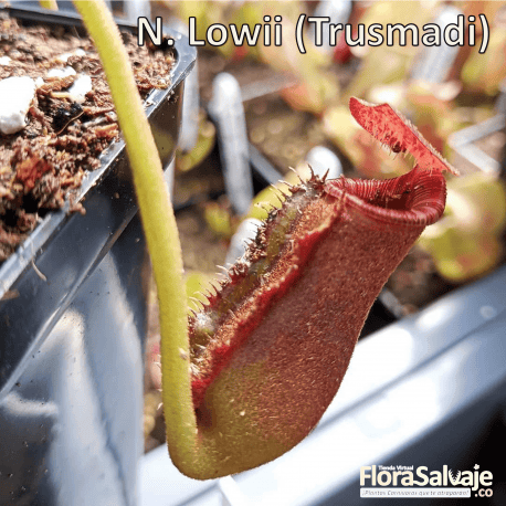 NEPENTHES LOWII