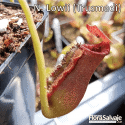 NEPENTHES LOWII (TRUSMADI)