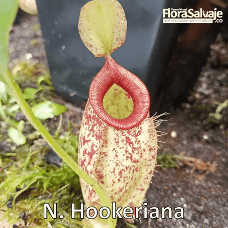 NEPENTHES HOOKERIANA