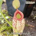 NEPENTHES x HOOKERIANA