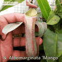 NEPENTHES ALBOMARGINATA 'MANGO'