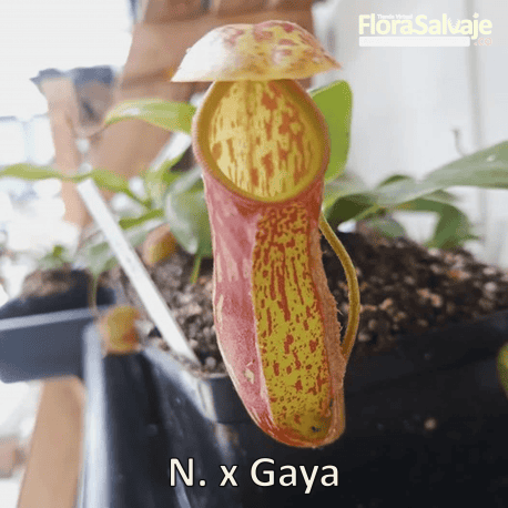 NEPENTHES GAYA