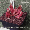SARRACENIA PURPUREA VAR. VENOSA