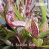 SARRACENIA X SCARLET BELLE