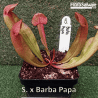 SARRACENIA X BARBAPAPA